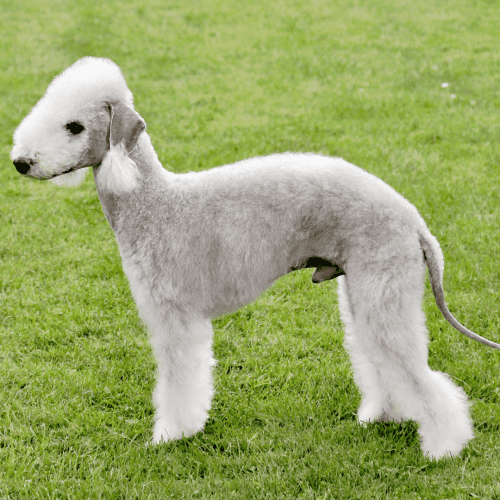 The Bedlington Terrier has a distinctive lamb-like appearance, with a soft and often curly coat. The coat may be blue, liver, sandy, or wheaten in color and is relatively low-shedding. The hair on face and the legs is usually shorter than on the body, and the tail is often docked. Some dogs may have a longer “skirt” of hair around the hindquarters. The coat requires regular grooming to prevent matting.