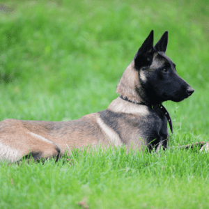 The Belgian Malinois is a dog characterized by its short, fawn-colored coat. The coat may have a black mask or be either double-coated or single-coated. The breed is known for being very active and energetic and for its loyalty and protectiveness.
