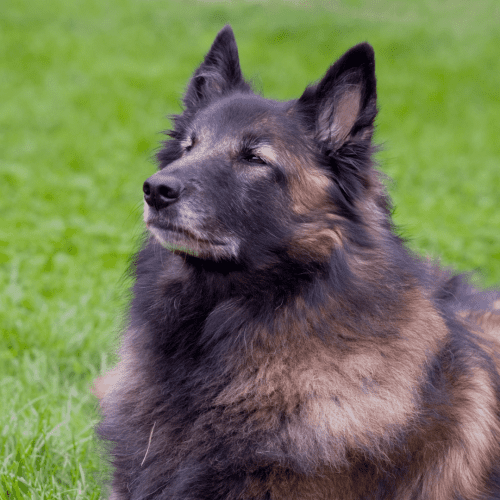 The Belgian Sheepdog has a thick, double coat of hair that is medium to long. The outer coat is coarse and straight, while the undercoat is softer and dense. The common colors are black, fawn, or brindle with black masks. Some may also have white markings on their chest or feet. Grooming this breed requires regular brushing to prevent matting and tangling of the hair.