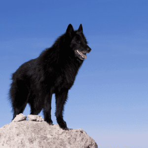 The Belgian Sheepdog has a thick, double coat of hair that is medium to long. The outer coat is coarse and straight, while the undercoat is softer and dense. The common colors are black, fawn, or brindle with black masks. Some may also have white markings on their chest or feet. Grooming this breed requires regular brushing to prevent matting and tangling of the hair.