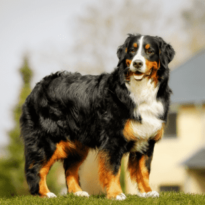 The Bernese Mountain dog is a large, sturdy breed. They have a thick, long coat that is usually black with white and brown markings.