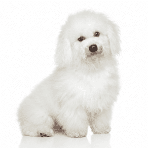The Bichon Frise has a coat that is both unique in color and length. The most common colors for this breed are white, cream, or apricot. The coat has two hair types – a soft, fluffy undercoat and a coarser outer coat. This combination gives the Bichon Frise its signature “teddy bear” look. The hair on the head is usually cut short, while the rest of the body has long hair that can be trimmed to create various looks.