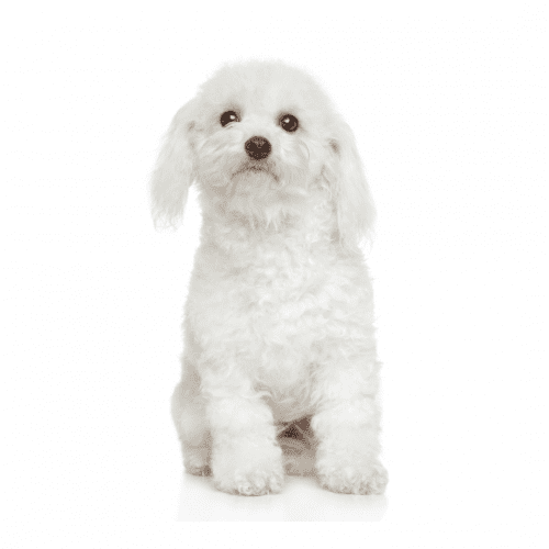 Bichon Frise puppy: The Bichon Frise has a coat that is both unique in color and length. The most common colors for this breed are white, cream, or apricot. The coat has two hair types – a soft, fluffy undercoat and a coarser outer coat. This combination gives the Bichon Frise its signature “teddy bear” look. The hair on the head is usually cut short, while the rest of the body has long hair that can be trimmed to create various looks.