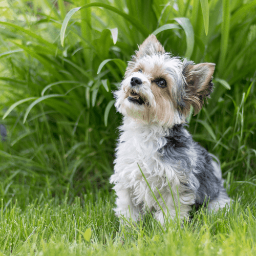 The Biewer Terrier’s coat is usually a tricolor of White, Black, Black & White, Blue, Blue & White, and Gold. The hair is medium in length and relatively silky to the touch. Depending on the particular dog, there may be some variation in coat color, but the breed standard generally calls for this tri-colored coat. Some Biewer Terriers may have a little white on their chest or toes, but lots of white is considered a fault in the show ring. Overall, the Biewer Terrier’s coat is relatively low-maintenance compared to many other breeds, and a biweekly brushing should be enough to keep it looking its best.
