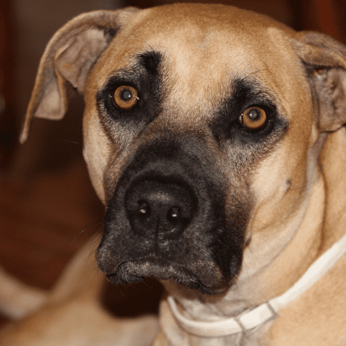 The Black Mouth Cur is characterized by its short coat in colors of Yellow, fawn, brown, brindle or black with a black muzzle. This breed known for its loyalty and protective nature. The Black Mouth Cur is an athletic breed of dog capable of running long distances, and is very agile and strong.