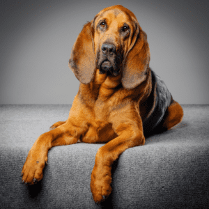 The Bloodhound has a short, hard coat of hair, typically red, black, or tan. The hair is shorter on the head and legs and longer on the body. The hair may be either straight or wavy, but it is always dense and coarse. Shedding is moderate to heavy.

The Bloodhound’s most distinctive feature is its long, droopy ears, which are covered in long hair. The breed also has a long, wrinkled face with a large black nose. The eyes are brown, and the teeth meet in a scissors bite. The base of the tail is thick and tapers to a point. The front legs are straight, and the hind legs are muscular. They have large and round feet with black toenails.