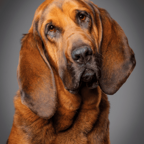 The Bloodhound has a short, hard coat of hair, typically red, black, or tan. The hair is shorter on the head and legs and longer on the body. The hair may be either straight or wavy, but it is always dense and coarse. Shedding is moderate to heavy.

The Bloodhound’s most distinctive feature is its long, droopy ears, which are covered in long hair. The breed also has a long, wrinkled face with a large black nose. The eyes are brown, and the teeth meet in a scissors bite. The base of the tail is thick and tapers to a point. The front legs are straight, and the hind legs are muscular. They have large and round feet with black toenails.