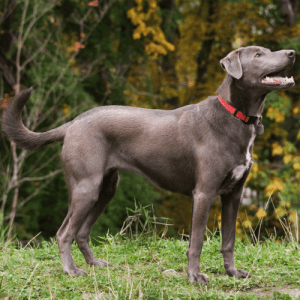 The Blue Lacy is a short-haired breed with a coat in colors of Cream, Tri-color, Blue, Dark Grey, Silver, and Red. The coat length can vary, but it is generally shorter than that of other breeds. The Blue Lacy is an active breed that requires regular exercise. They are also known for being intelligent and loyal dogs.