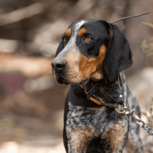 The Bluetick Coonhound has a short, stiff, glossy coat that is primarily black with large patches of blue ticking. The back of the neck has longer hair and forms a “coon’s tail.” The hair on the head is shorter and smoother. The ears are long and pendulous, with soft leathery tips that fold over. The eyes are hazel or brown and set fairly far apart. The muzzle is relatively long and narrow. Adult dogs typically weigh between 50 and 80 pounds.