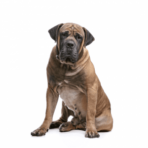 The Boerboel is a large and powerful dog with a short coat, usually black, fawn, brown, or brindle in color. The coat is dense and may be slightly longer on the neck and legs. This breed does not require a lot of grooming, but shedding is heavy. Shedding can be controlled with a weekly brushing.
