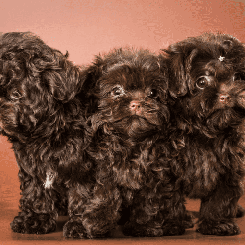 Bolonka puppies: The Bolonka Dog has a soft, fluffy coat that comes in a variety of colors. The most common colors are white, black, gray, red, wolf-gray and brown. The coat is medium-length, but some dogs may have longer or shorter fur. Bolonka Dogs do not require a lot of grooming, but their coats should be brushed regularly to prevent matting.