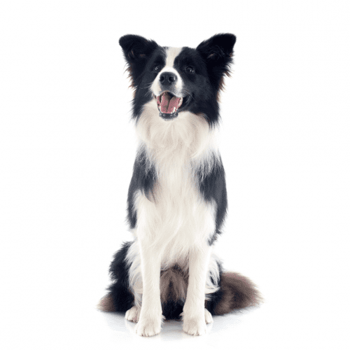 The most distinguishing feature of the Border Collie is its fur. The coat is medium in length and can be either straight or wavy. The common colors are black and white, but the breed can also be found in blue merle, brindle, brown, and red. The undercoat is dense and soft, providing insulation against cold and heat. Border Collies require regular brushing to prevent matting, especially during shedding season.