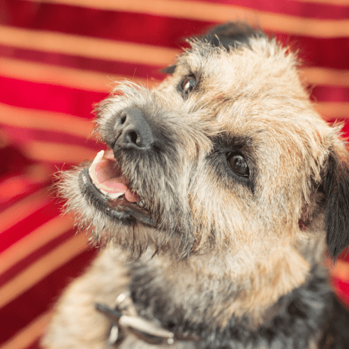 The Border Terrier has a rough, weatherproof coat, typically tan, with a Blue & Tan, Grizzle & Tan, Wheaten or red color. There are also often white markings on the chest and feet. The coat is of medium length, and it is important to note that it does shed. Brushing regularly will help to control the shedding, and trimming around the face and feet will give the dog a tidy look.