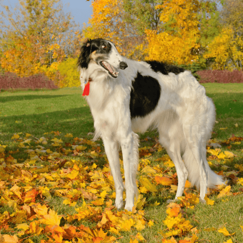 The Borzoi has a very thick and silky coat which can be any color except for merle. The most common colors are white, black, or brindle. The coat is usually longest on the back of the thighs and the tail. Some owners keep their Borzoi in a “lion cut,” which involves shaving the body except for the ruff around the neck, legs, and tail. This grooming style is popular in hot climates for dogs who will be shown in conformation events where trimmed coats are not penalized. Your Borzoi needs regular brushing to prevent mats and tangles from forming in the long coat.
