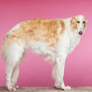 The Borzoi has a very thick and silky coat which can be any color except for merle. The most common colors are white, black, or brindle. The coat is usually longest on the back of the thighs and the tail. Some owners keep their Borzoi in a “lion cut,” which involves shaving the body except for the ruff around the neck, legs, and tail. This grooming style is popular in hot climates for dogs who will be shown in conformation events where trimmed coats are not penalized. Your Borzoi needs regular brushing to prevent mats and tangles from forming in the long coat.