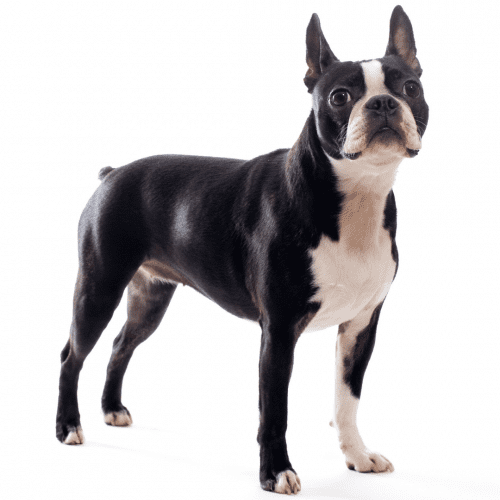 Boston Terrier dogs have short, smooth coats, typically black and white but can also be brindle or seal. The coat is easy to care for and requires only occasional brushing. Boston Terrier dogs are medium-sized dogs with compact bodies and square proportions. They have large, dark eyes and erect ears. Their tail is usually cropped, but some owners choose to leave it natural.
