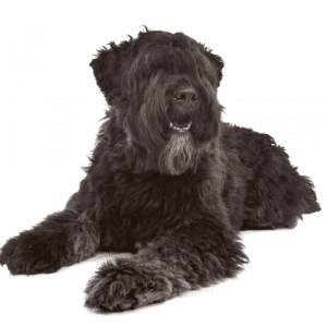 The Bouvier des Flandres is a large, rugged dog breed with a thick coat of dark fawn or black, brindle, hair. The hair is generally shorter on the head and longer on the body, legs, and tail. The breed’s distinctive features include its long head, square muzzle, and bushy eyebrows and mustache.

The thick double coat of the Bouvier des Flandres is medium to long and can be either fawn, brindle, or black. The coat is oily and dense, protecting against cold and hot weather conditions. Weekly brushing is necessary to prevent matting and keep the coat healthy.