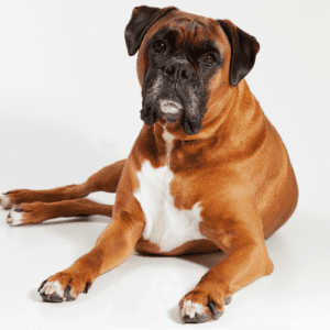 The Boxer Dog is a dog breed known for its short, smooth coat. The coat is typically fawn or brindle in color, with a white chest and belly.