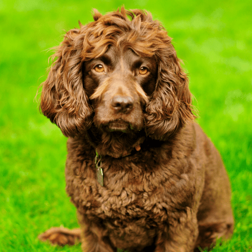 The Boykin Spaniel Dog is a dog characterized by its short, dark Chocolate, Liver or Brown fur. This breed of dog is typically 12 to 18 inches tall and weighs between 25 and 40 pounds. The Boykin Spaniel Dog has a short coat that is easy to groom. This dog breed is an excellent choice for those looking for a low-maintenance pet.