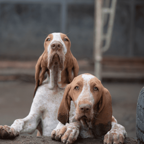 Most Bracco Italiano Dogs have short, dense fur that is White, Orange & White, White & Chestnut, White & Amber. Some dogs may have longer fur, but this is not especially common. The breed standard states that the ideal coat is “flat, hard, glossy, and not too long.” The undercoat is typically a bit lighter in color than the topcoat. Bracco: Bracco Italiano Dogs sheds moderately throughout the year. Brushing twice or thrice per week will help to remove loose hair and keep the coat healthy and looking its best.