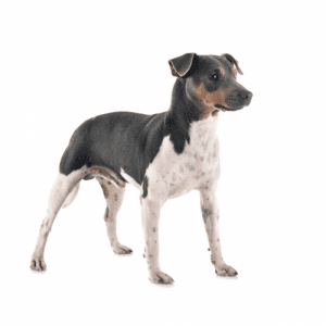 The Brazilian Terrier has a short, dense coat that is easy to maintain. The coat may be any combination of black, white, or brown, with or without spots. The undercoat is soft and thick, providing insulation against the hot weather. The hair on the head and face is shorter than on the body, and the ears are covered in long hair that may hang down over the eyes. The breed does not shed much, but regular brushing is necessary to keep the coat clean and free of tangles.