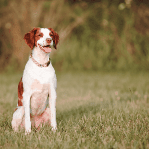 The Brittany Dog (aka Brittany Spaniel) has a short, dense coat that is straight or wavy. The most common colors are orange and white, but black and white, liver and white, and tri-color (black, white, and tan) are also recognized. The coat is easy to groom with regular brushing. This breed does not shed much.