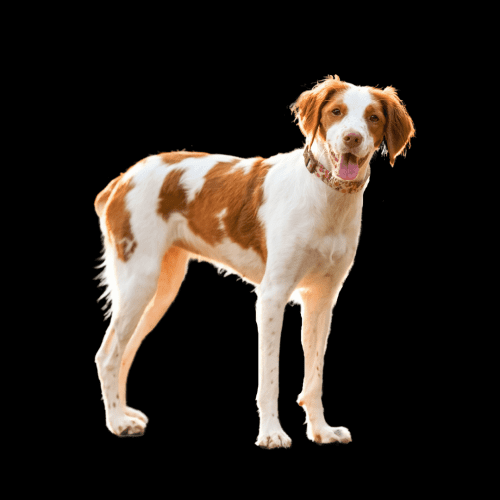 The Brittany Dog (aka Brittany Spaniel) has a short, dense coat that is straight or wavy. The most common colors are orange and white, but black and white, liver and white, and tri-color (black, white, and tan) are also recognized. The coat is easy to groom with regular brushing. This breed does not shed much.