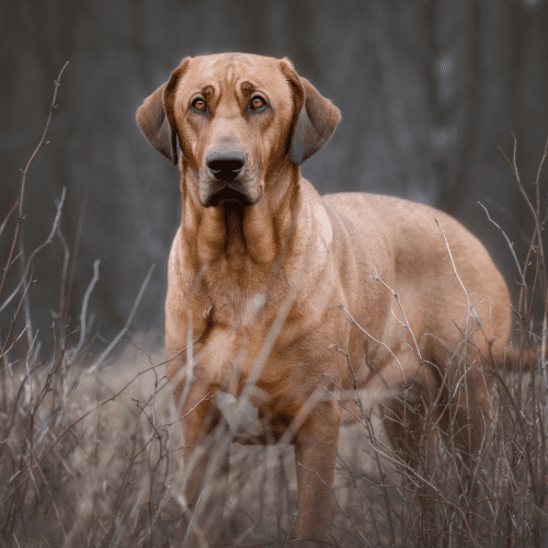 The Broholmer dog breed has a thick, short coat that is Yellow with black mask; golden red; black. The hair on the back of the neck and shoulders is often darker than the rest of the coat, and the hair on the head and muzzle are typically lighter. This breed does not shed very much but does require regular brushing to prevent mats from forming.