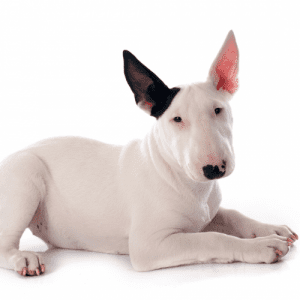 Most Bull Terrier Dogs have short, fine coats that are easy to care for. The coat may be white, black, brindle, or any combination of these colors. Some Bull Terrier Dogs may have a patch of another color on their head. Shedding is minimal, and the short coat is easy to groom with a brush or comb. An occasional bath will keep the Bull Terrier Dog’s coat clean and healthy. Bull Terrier Dogs are average shedders.