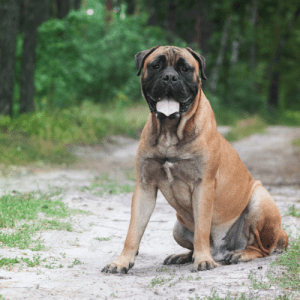 The Bullmastiff has a short, thick, and dense coat that is easy to groom. The standard colors are brindle, fawn, and red, but they can also be black, brown, or blue. They shed moderately throughout the year but are considered a low-maintenance breed regarding grooming.

Their short fur lies close to their body and is smooth. They have a wide chest and strong hindquarters, which gives them a muscular appearance.