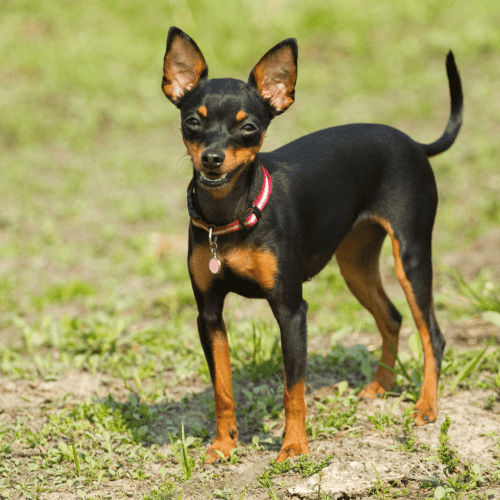 The Ca Rater Mallorqui: ratonero Mallorquin (aka Ratonero Mallorquin, Majorca Ratter) is a small dog breed from the island of Majorca. The dog is known for its short, dense fur, which can be either black, tan, brown, or fawn. The coat is easy to groom and does not require much maintenance.