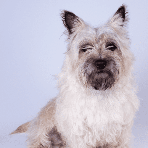 Most Cairn Terrier dogs have a coat that is shaggy and harsh to the touch. The topcoat is dense and weather-resistant, while the undercoat is soft and dense. Standard coat colors include gray, black, cream, wheaten, red, brindled, and silver. The Cairn Terrier has a thick coat of harsh, wiry hair, which is speckled and broken up with darker markings. The coat is meant to be shaggy and weather-resistant, providing protection against the elements in their native home of Scotland. There is also a very rare blue Cairn Terrier. These dogs do not require a lot of grooming, but they shed moderately throughout the year. They are trimmed regularly to keep the coat from getting too long and overwhelming the dog’s small frame.