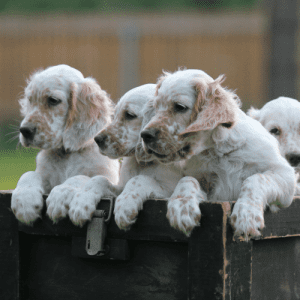 English Setter puppies