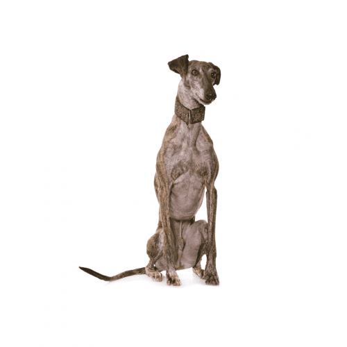 Galgo Espanol aka Spanish Greyhound