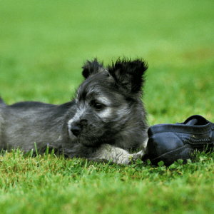 Skye Terrier puppy