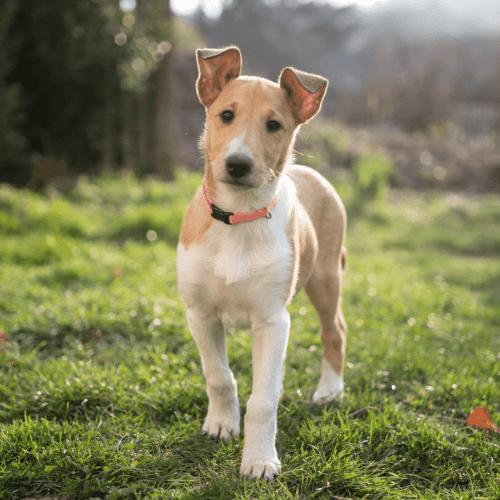 Smooth Collie puppy