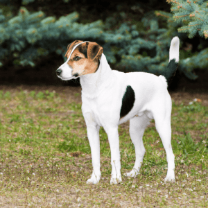 Smooth Foxhound Terrier