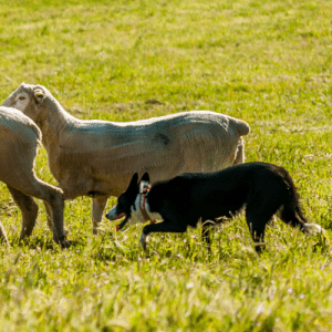 Welsh Sheepdog