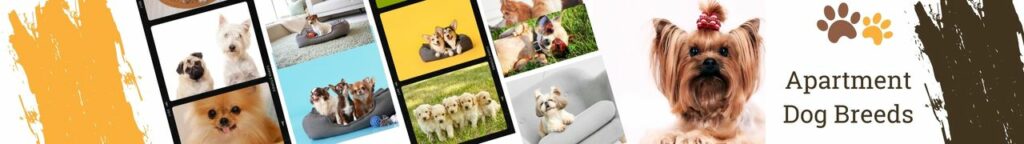 Best Dog Breeds for Apartments
There are many dog breeds that are perfect for apartment living. The size of your apartment and the neighborhood should be considered when choosing a dog. It is important to choose a dog that will not overpower your apartment space. Also, make sure you choose a dog that will be friendly to neighbors and will not be a nuisance.