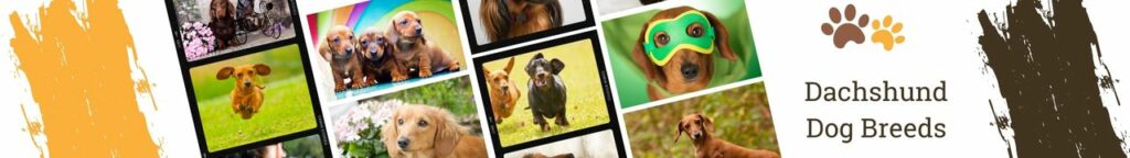 Dachshunds are one of the most popular dog breeds in the world. These little dogs are known for their playful personality and adorable face. They come in a variety of colors and coat types, so there is sure to be a dachshund dog breed that is perfect for you.