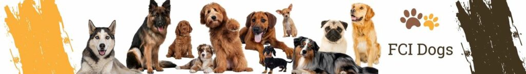 FCI Dog Breeds
The Federation Cynologique Internationale (FCI) is a worldwide organization that recognizes dog breeds. There are many different FCI dog breeds, and each has its own unique set of characteristics. They have dog breeds categorized into 10 Dog groups. Keep exploring below for some interesting FCI dog breeds!