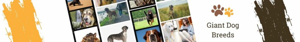 Giant Dogs
Did you know that some dog breeds can weigh more than 100 pounds? These giant dogs can be a lot of work to take care of, but they are also incredibly loyal and loving companions. If you’re considering adding a giant dog to your family, see some of the best giant dogs below.