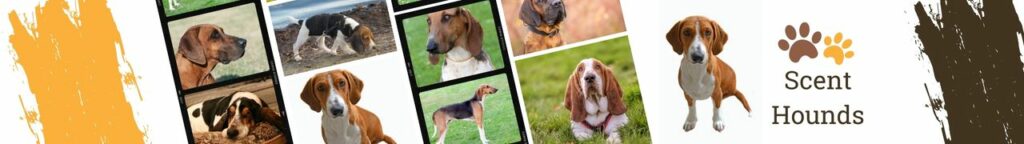 Scent Hounds are bred specifically for their strong sense of smell, and these special hound dogs are used by law enforcement and the military to track down drugs, explosives, and other dangerous items. They also have some unique traits that make these breeds so special.