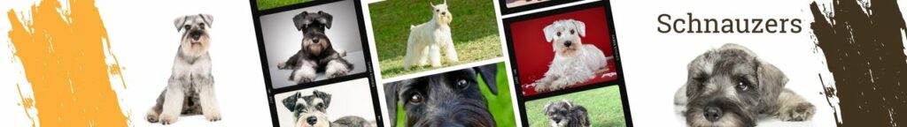 Schnauzers
There’s something special about the schnauzer dog breed. Schnauzers have big personalities, and they’re known for being loyal and protective of their families. If you’re thinking of adding a schnauzer to your family, here are some things you need to know. Schnauzers come in three different sizes: standard, miniature, and giant. Schnauzers are considered intelligent dogs and are easy to train.