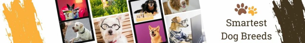 Smartest Dog Breeds
Which dog breeds are the smartest? While there is no definitive answer, there are a few dog breeds that are often considered to be the smartest. These dogs are known for their intelligence, obedience, and willingness to please their owners.