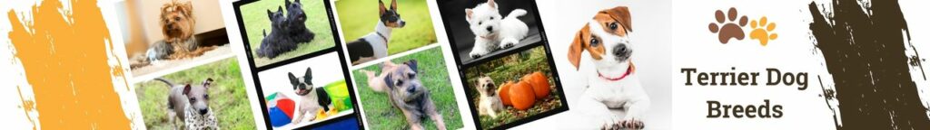 Terrier dog breeds are a favorite of many dog lovers. These feisty little dogs are full of personality and make great companions. There are many different types of terrier breeds, each with its own unique characteristics. Whether you’re thinking of adopting a terrier puppy or are just curious about this popular breed, here’s where you can learn more about the terrier dog breed.
