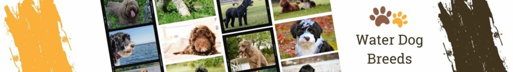 Water Dogs
Water dogs are dogs who exhibit natural behaviors and tendencies associated with being near or in water. Water dogs tend to be very good swimmers, and love retrieving balls or other objects from the water. Featured below are some of the best water dog breeds.